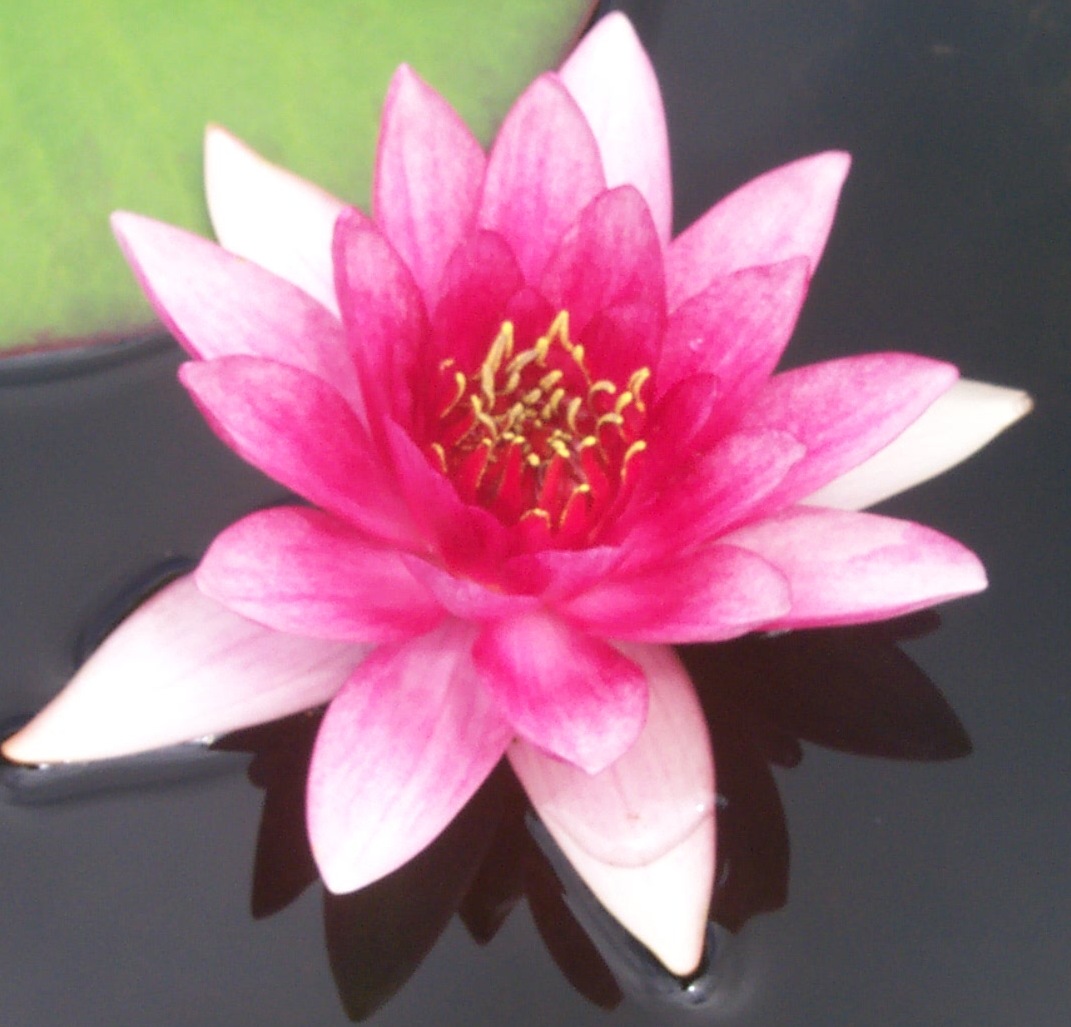 Hardy Waterlily Sirius